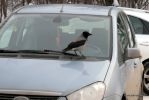 Файл=IMG_9893.JPG
Объём=361КБ
Размеры=1200x801
Дата=Фев 19, 2012 IMG_9893.JPG